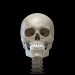 skeleton 3d anatomy android application logo